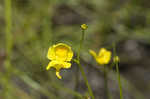 Humped bladderwort